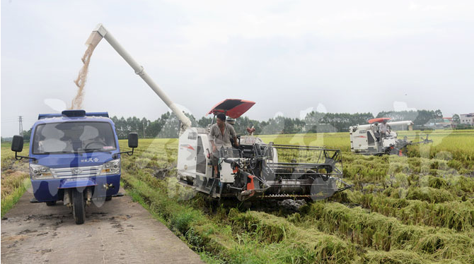 适度规模经营,让水稻实现全机械化生产